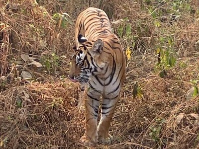 3 Nights 4 Days Golden Triangle Tour with Ranthambore