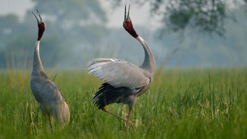 Golden Triangle Tour with Bharatpur Bird Sanctuary