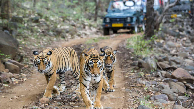 3 Nights 4 Days Golden Triangle Tour with Ranthambore