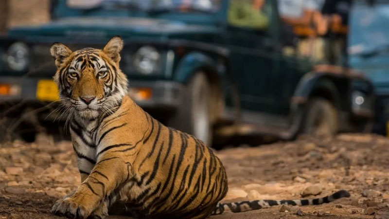 Ranthambore Tiger Safari with Delhi Agra and Jaipur