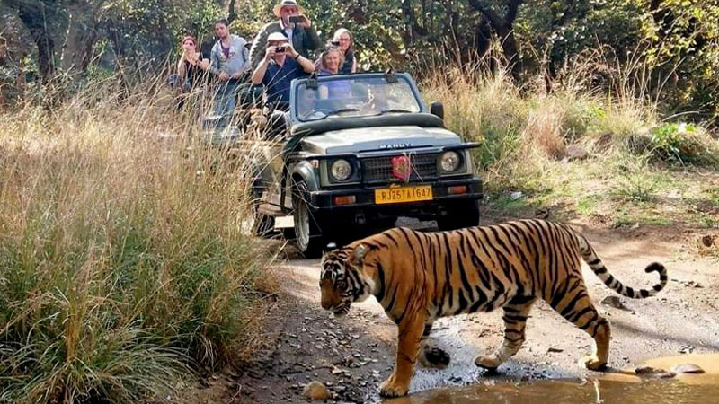 From Delhi: 5 Days Golden Triangle Tour with Ranthambore Tiger Safari